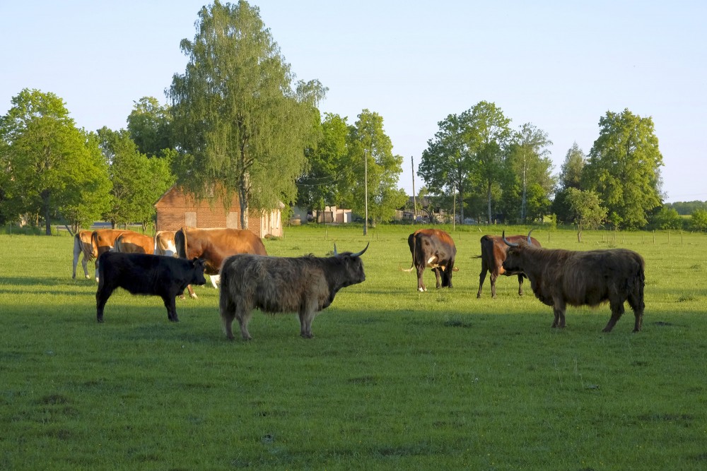 Govis ganībās Govis ganībās