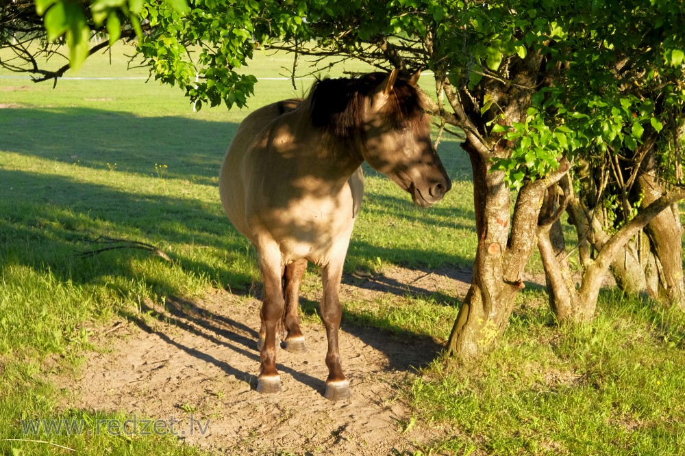 Horse Stands Under The Tree