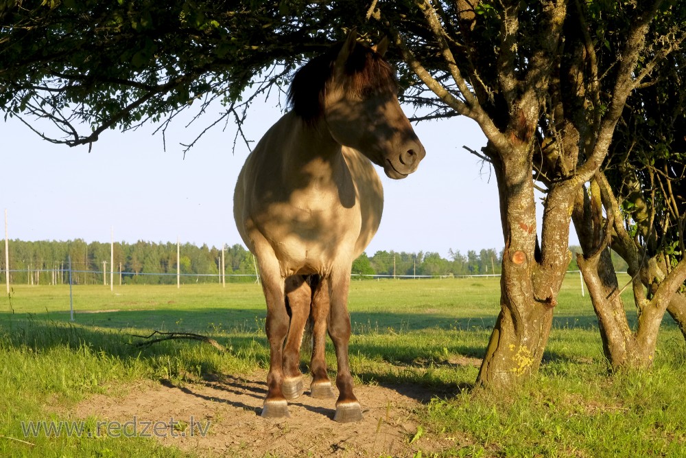 Horse Ander Tree