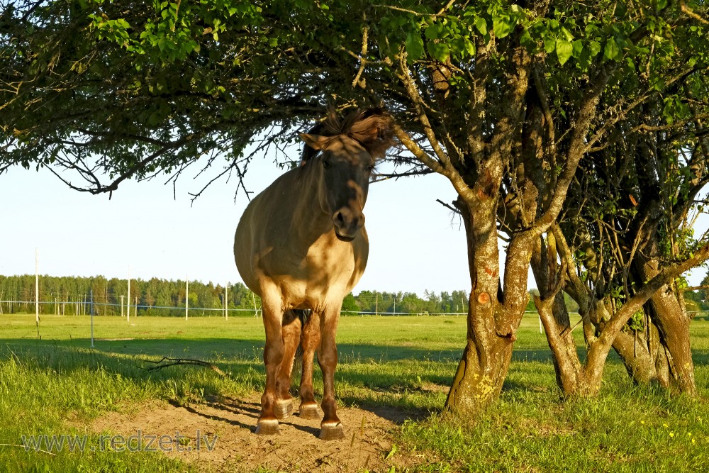 Horse Stands Under The Tree