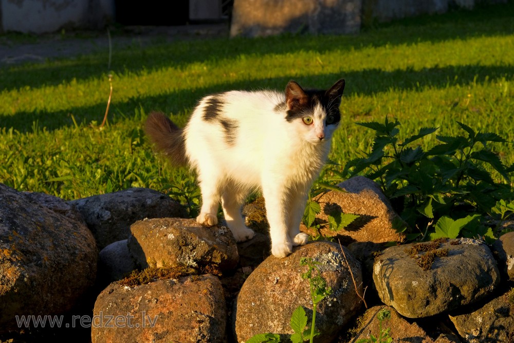 Cat Standing On a Rock