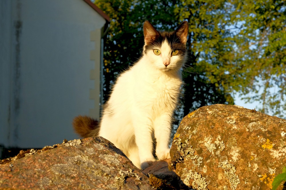 Kaķis sēž un skatās