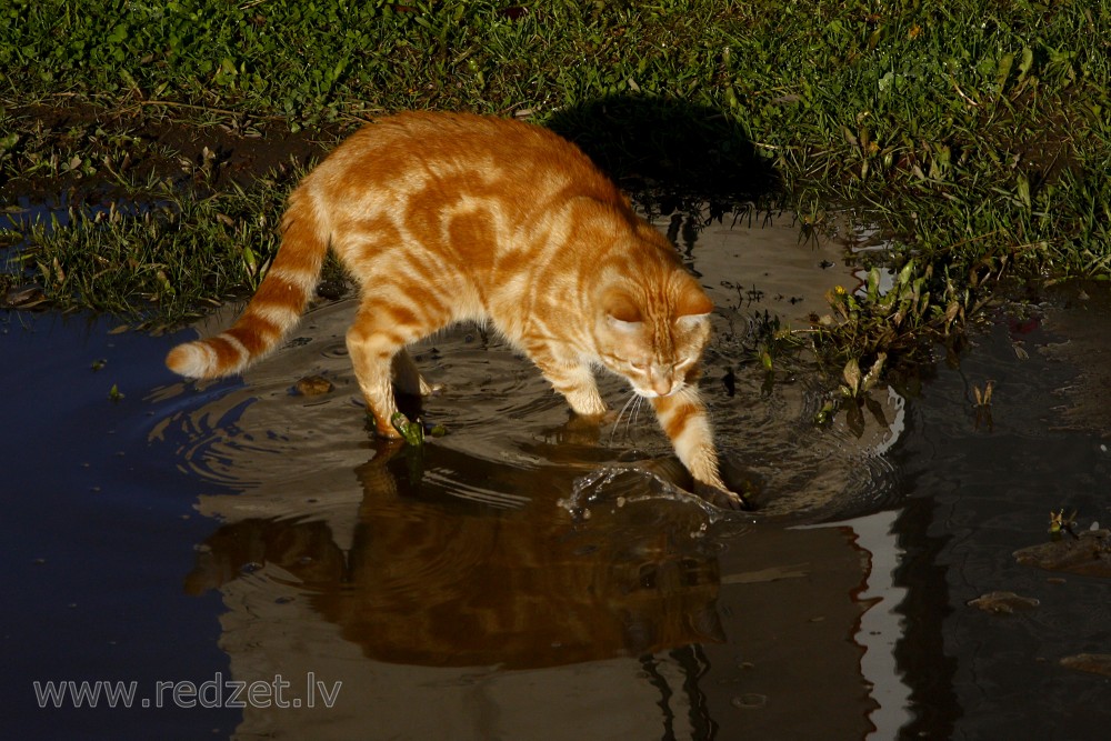 Kaķis spēlējas ūdenī