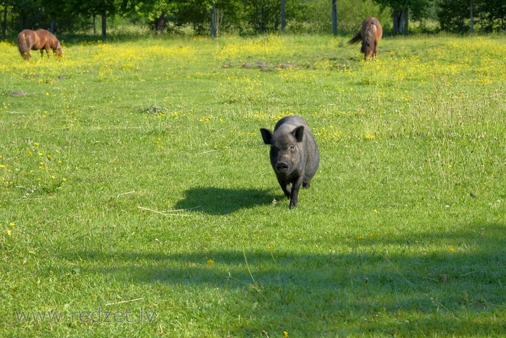 Peruāņu pundurcūka Usmas mini zoodārzā