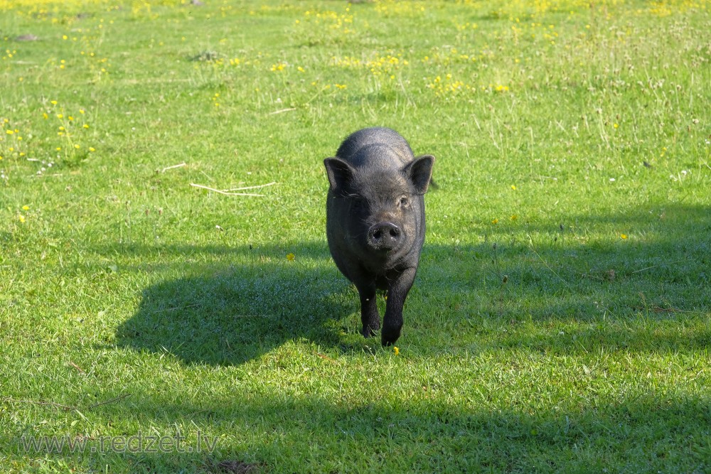 Miniature pig in Mini Zoo in Usmas parish, Latvia