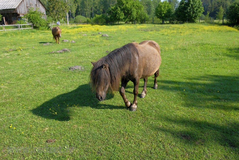 Zirgi Usmas mini zoodārzā