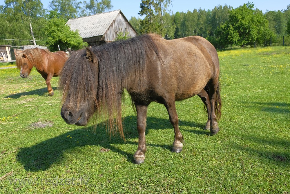 Zirgi Usmas mini zoodārzā