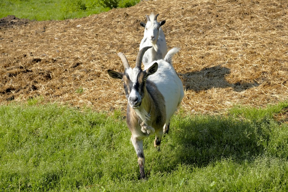 Kazas Usmas mini zoodārzā Kazas Usmas mini zoodārzā