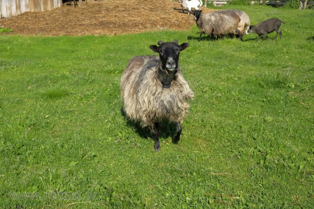 Ewe (Sheep)
