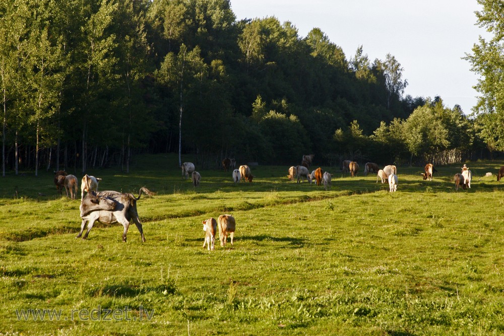 Cows grazing in a field