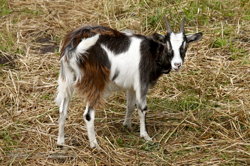 Mājas kaza (Capra aegagrus hircus)