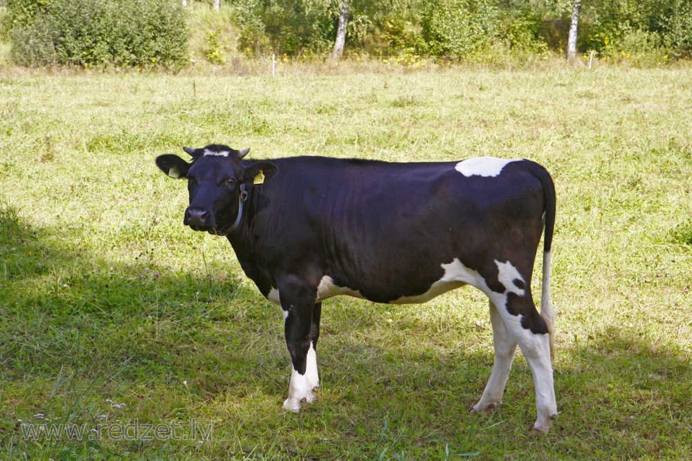 Holšteinas melnraibā govs