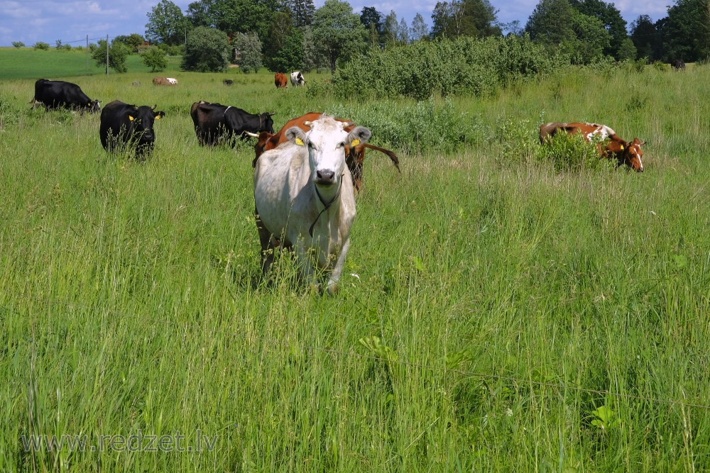 Govis ganībās, balta govs