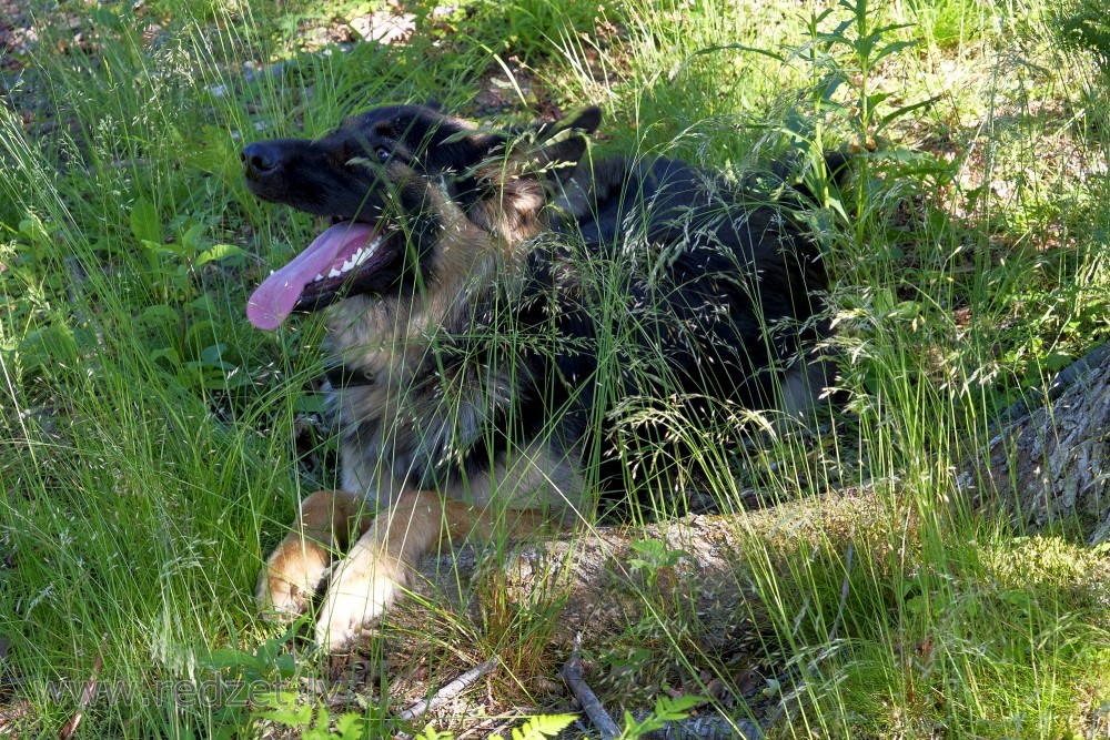 Happy Dog with open mouth and tongue out