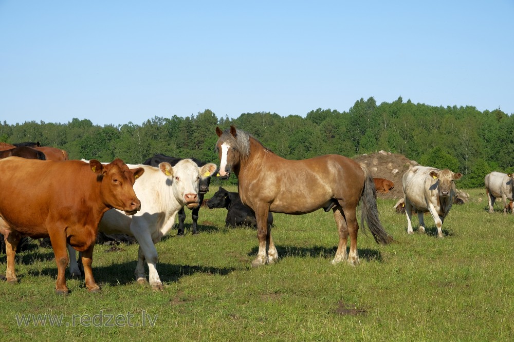 Cows And Horse On Pasture