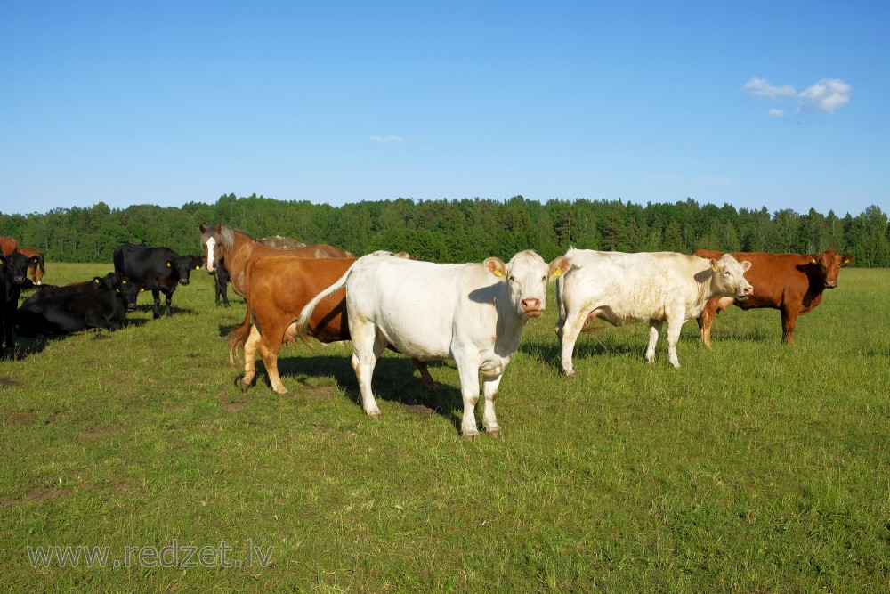 Cows And Horse On Pasture