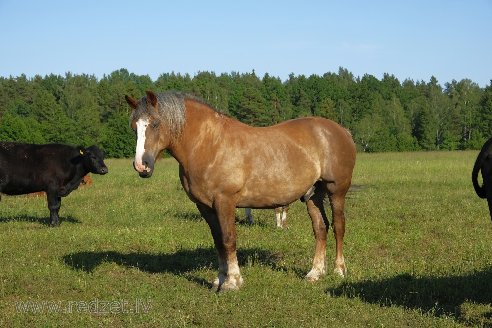 Horse on Pasture