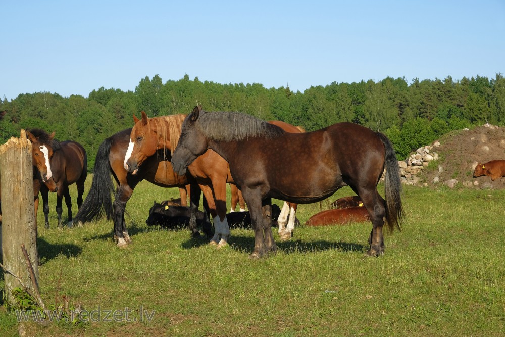 Horses On Pasture