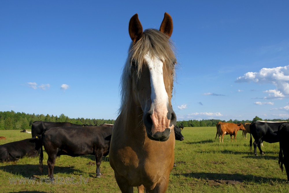 Horse