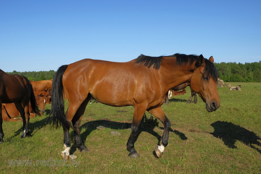 Beautiful Horse On Pasture