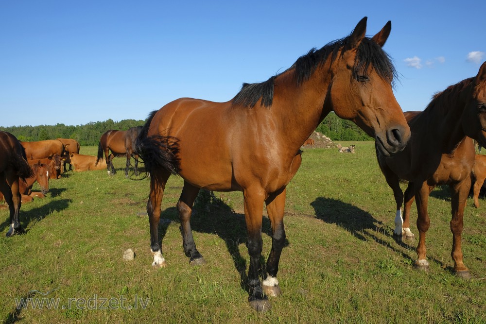 Beautiful Horse