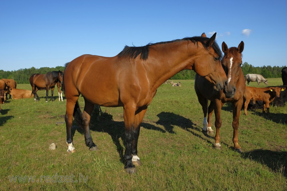 Horses On Pasture