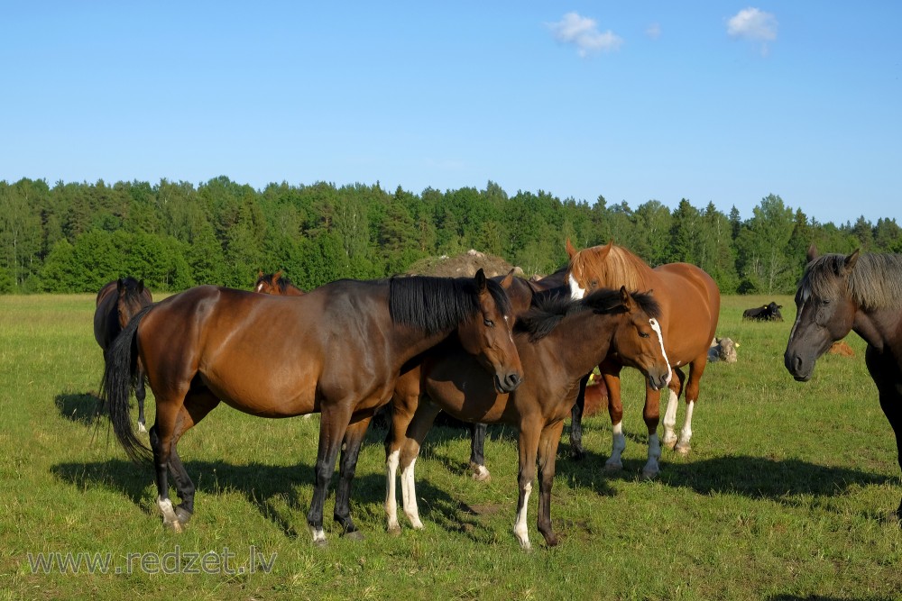 Zirgu pulciņš ganībās