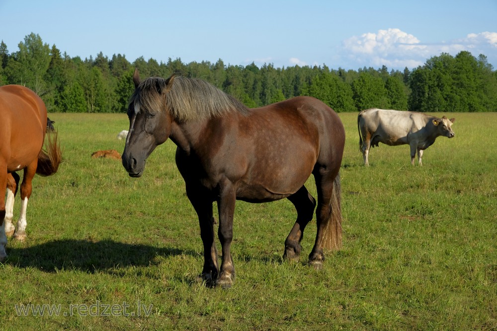 Horse on Pasture