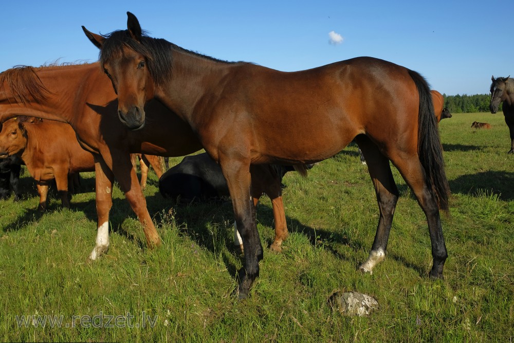 The Horse Looks At The Photographer