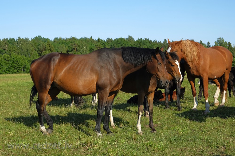 Group Of Horses On Pasture