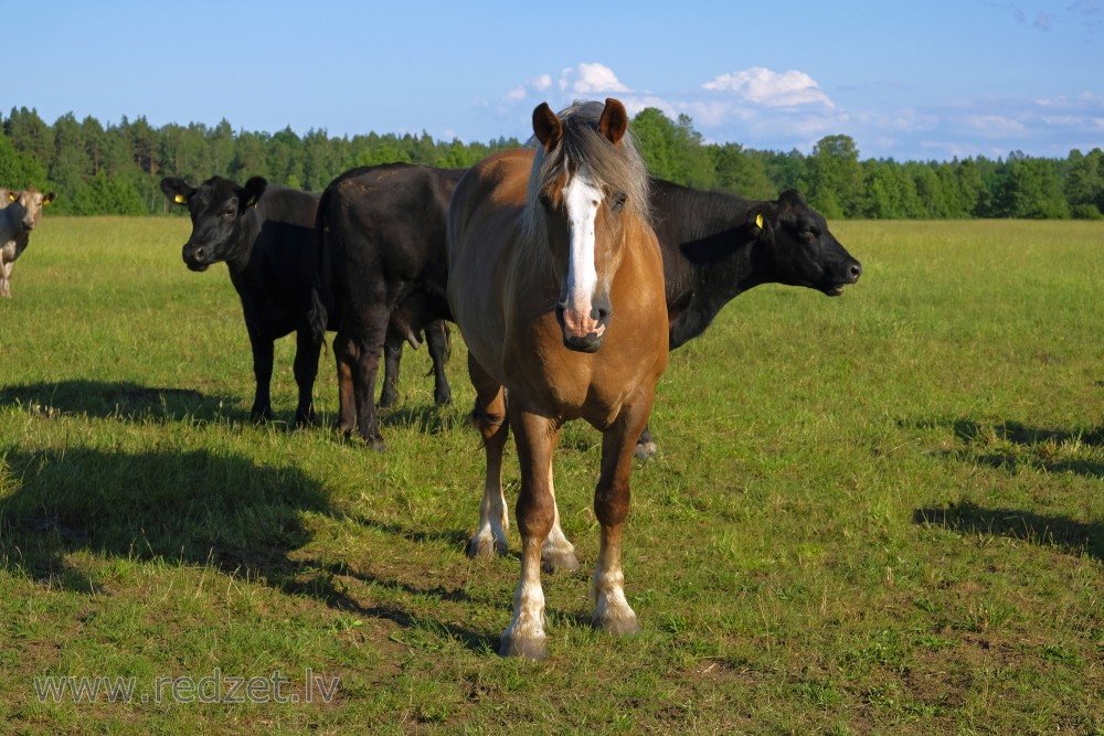 Horse And Cows