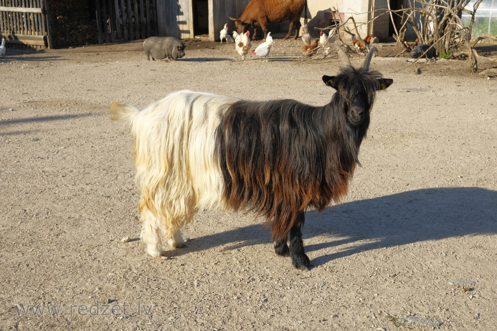 Vānu melnkaklu kalnu kaza Dundagas Zoo