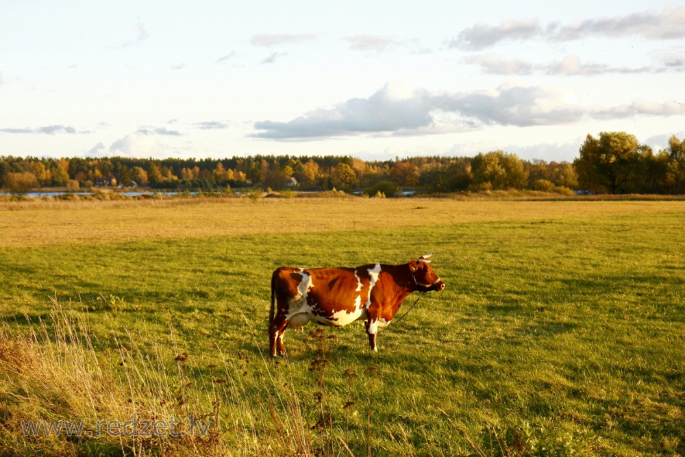 Cow in field