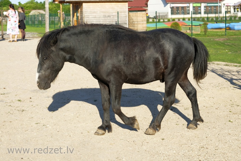 Ponijs staigā pa Dundagas Zoo teritoriju