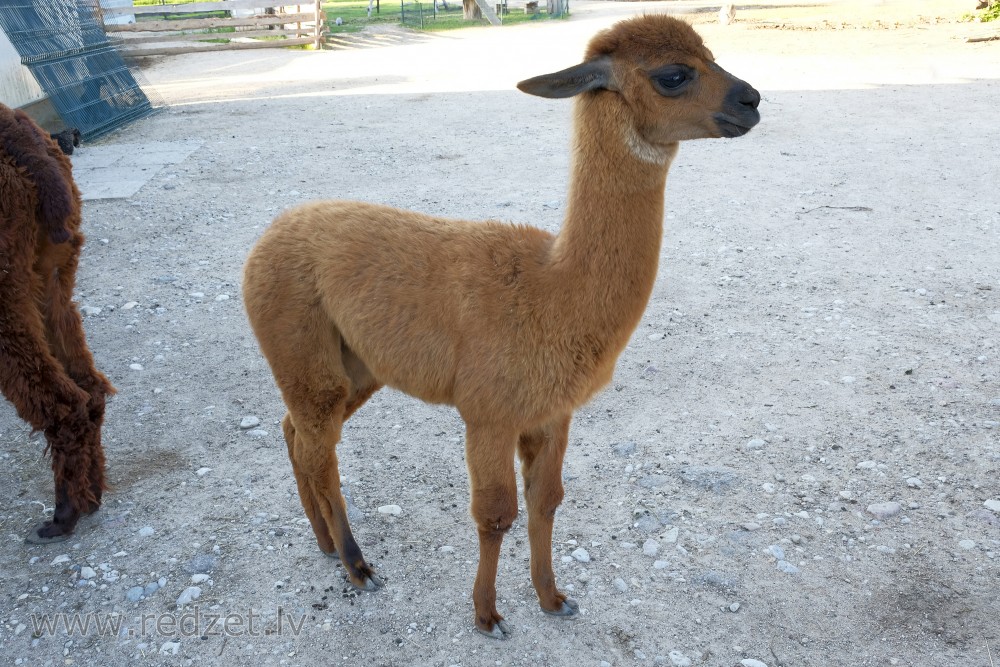 Alpaca In Dundaga Exotic Animal Zoo