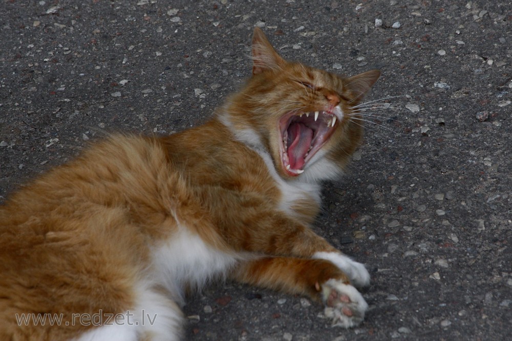 Tomcat Yawns