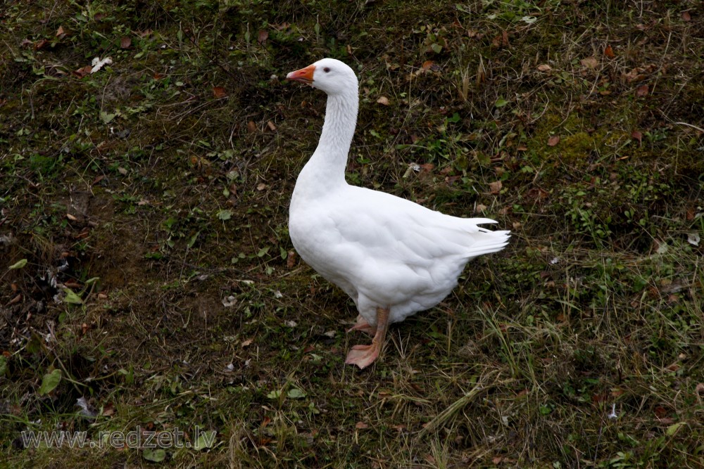 Domestic geese