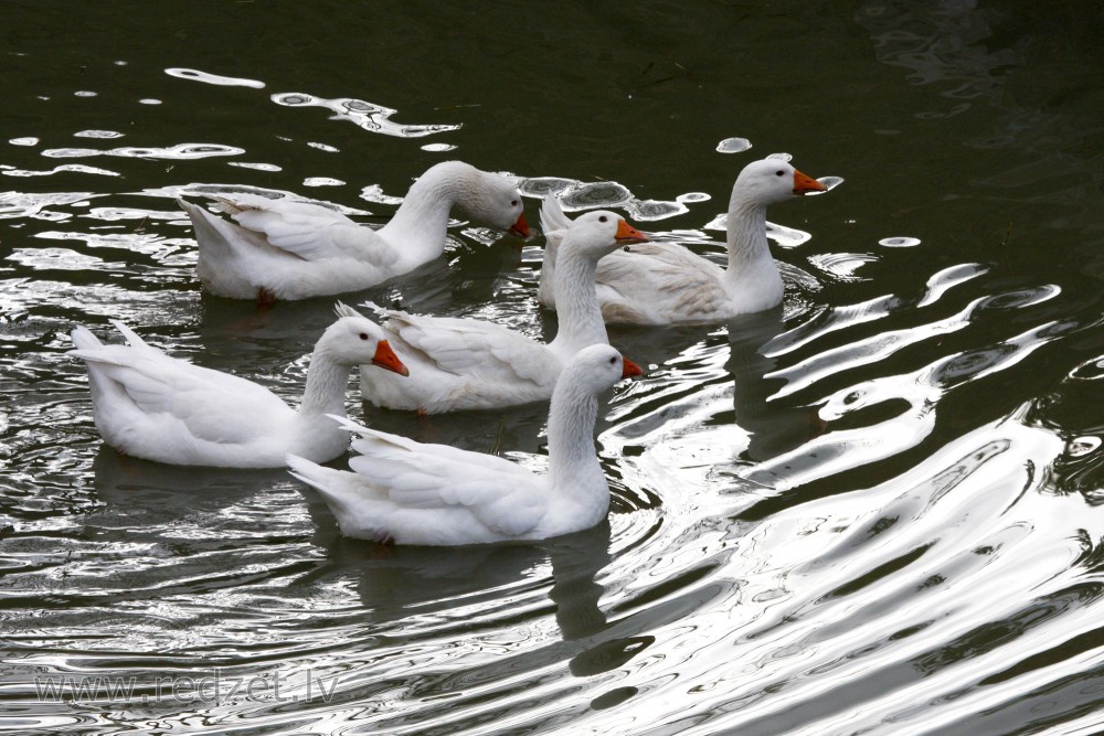 Domestic geese swimming