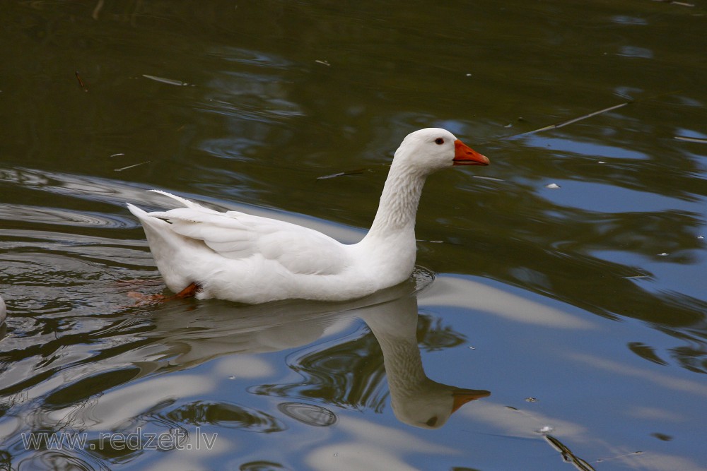 Domestic geese swimming