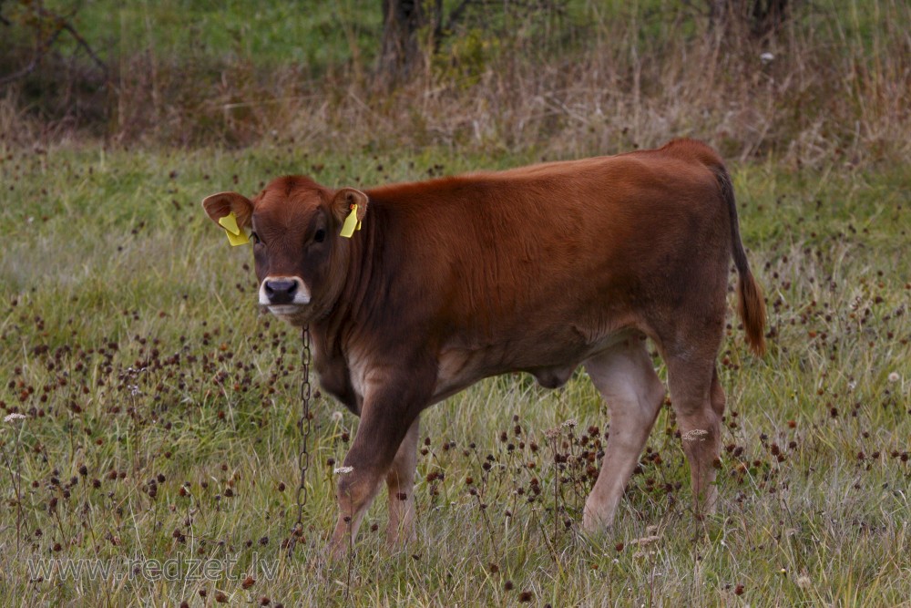 Teļš