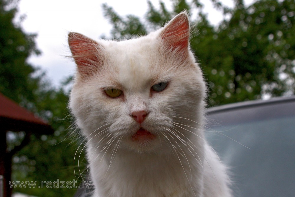 Cat with Eyes of Different Colours