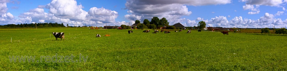 Lauku panorāma ar govīm