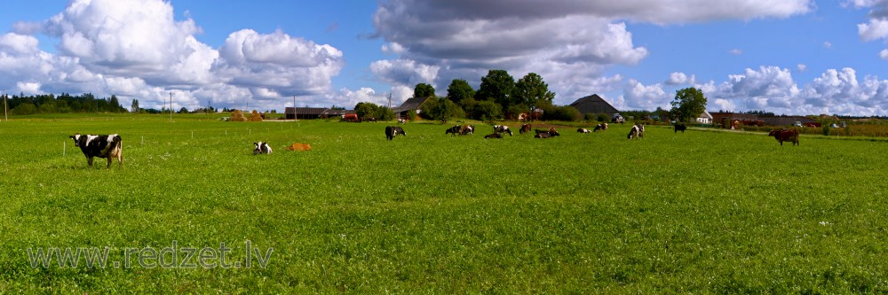 Lauku panorāma ar govīm