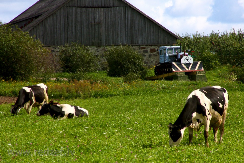 Lauku saimniecība ar traktoru un govīm
