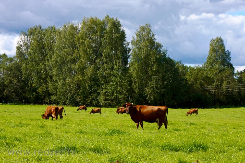 Latvijas brūnās govis ganībās