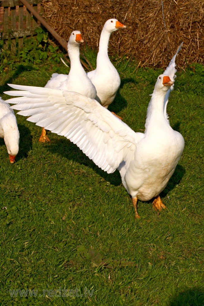 Domestic geese