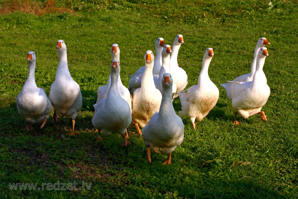 Domestic geese flock