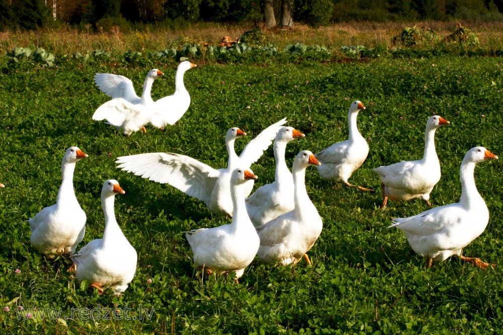 Domestic geese flock