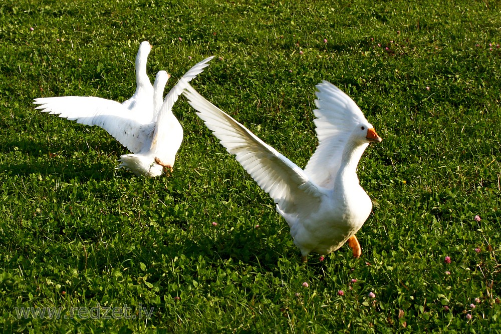 Domestic geese