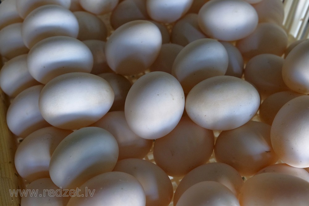 Duck eggs